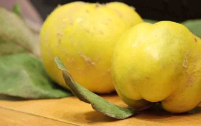Mreža žena “Dunje”